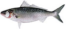 Australian Salmon