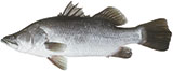 Barramundi