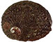 Blacklip Abalone