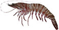 Brown Tiger Prawn (P. esculentus)