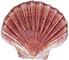 Commercial Scallop