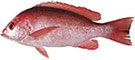 Crimson Snapper