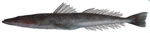 Deepwater Flathead from side small