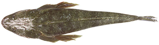 Dusky Flathead from above