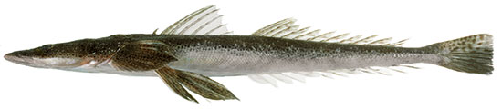Dusky Flathead from side