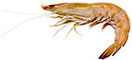 Eastern King Prawn