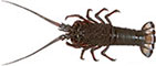 Eastern Rocklobster