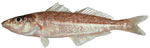 Eastern School Whiting