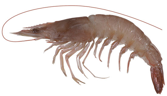 Endeavour Prawn