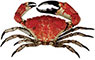 Giant Crab
