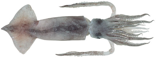 Goulds Squid