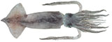 Goulds Squid