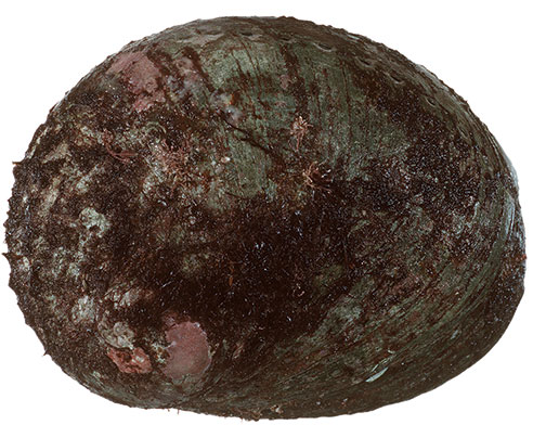 Greenlip Abalone