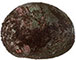 Greenlip Abalone