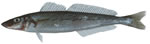 King George Whiting