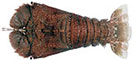 Moreton Bay Bug - Thenus australiensis