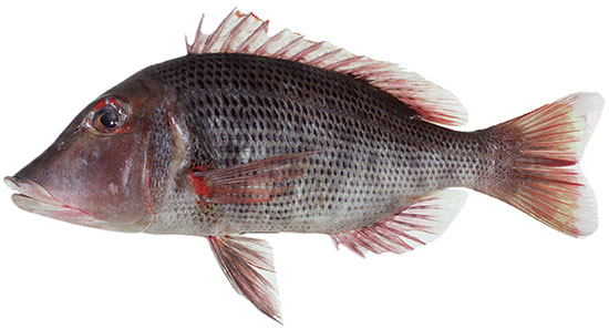 Redthroat Emperor