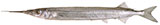 Southern Garfish