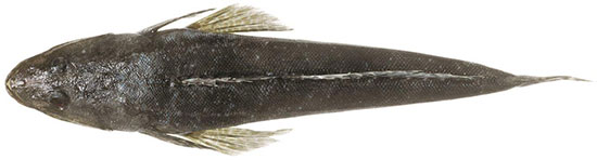 Southern Sand Flathead