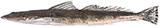 Southern Sand Flathead
