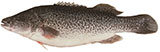 Murray Cod