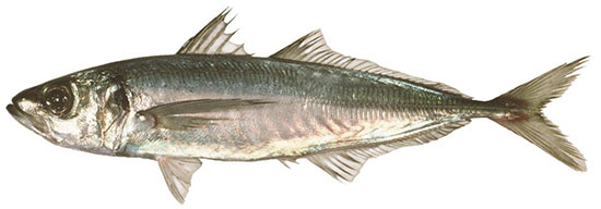Common Jack Mackerel