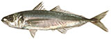 Common Jack Mackerel
