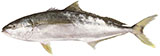 Yellow Kingfish