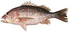 Golden Snapper