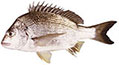 Yellowfin Bream