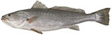 Mulloway
