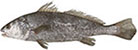 Black Jewfish