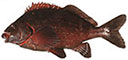 Banded Morwong