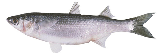 Yelloweye Mullet