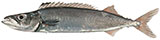 Gemfish