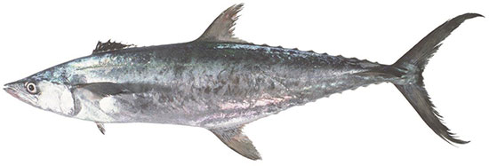 Grey Mackerel