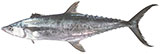 Grey Mackerel