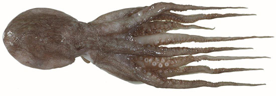 Pale Octopus