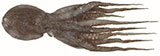 Pale Octopus