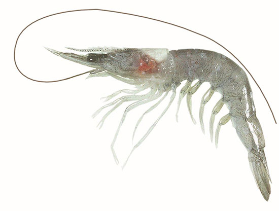 School Prawn