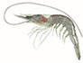 School Prawn