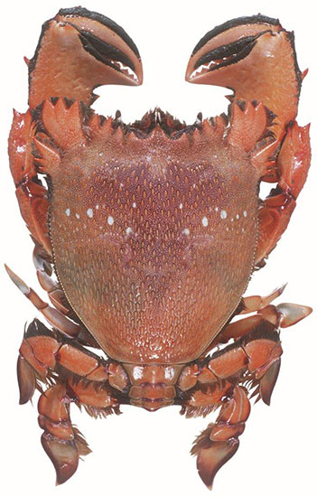 Spanner Crab
