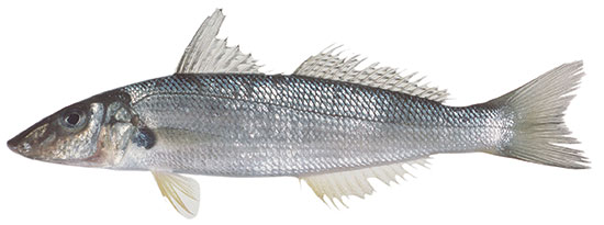Sand Whiting