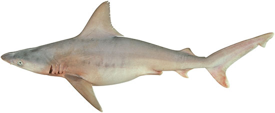 Sandbark Shark