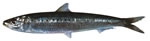 Australian Sardine