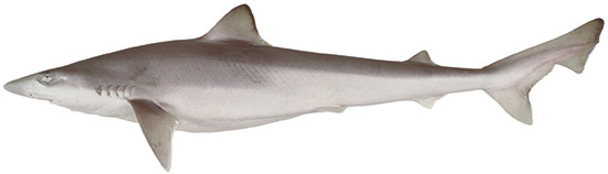School Shark