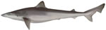 School Shark
