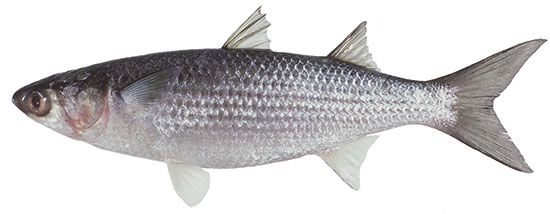 Sea Mullet