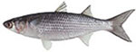 Sea Mullet