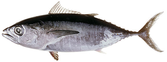 Southern Bluefin Tuna